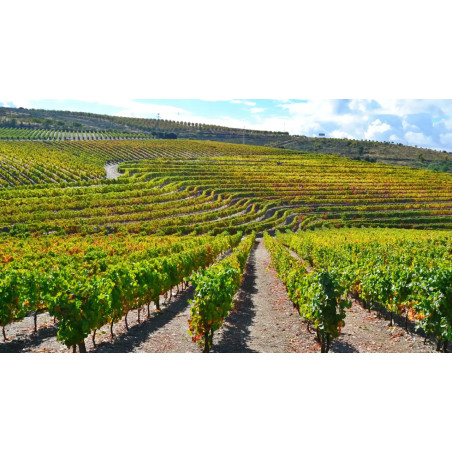 Porto and Douro Valley - 10 hours